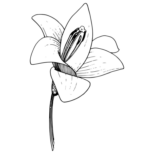Vektorové Lily květinové botanické květin. Ryté inkoust umění na bílém pozadí. Prvek ilustrace izolované lilium. - Vektor, obrázek
