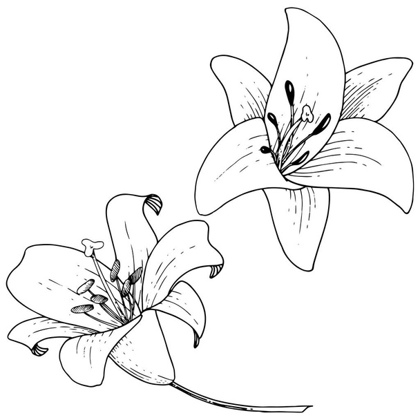 Vector Lily flor botânica floral. Tinta gravada sobre fundo branco. Elemento de ilustração de lílio isolado
. - Vetor, Imagem