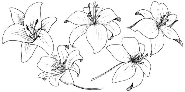 Vektor liliom virág botanikai virág. Vésett tinta art fehér háttér. Elszigetelt lilium ábra elem. - Vektor, kép