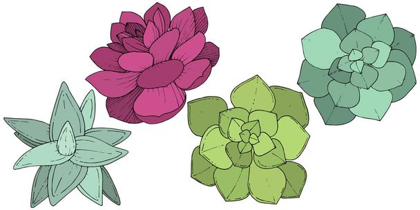 Vector vetplanten floral botanische bloem. Gegraveerde inkt art. Geïsoleerde vetplanten afbeelding element. - Vector, afbeelding