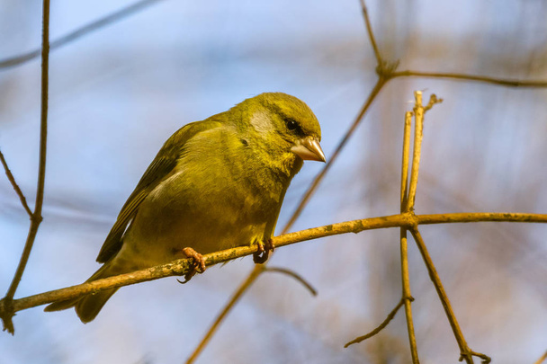 A bright greenfinch sits on a branch in the park and looks at the photographer. Urban green and yellow warbler in nature habitat. Close-up. - Photo, Image