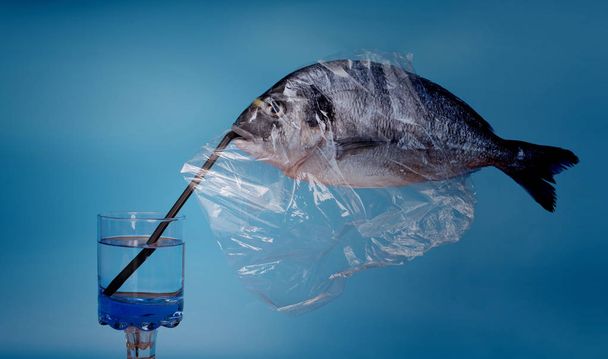 besugo de pescado en película de plástico
 - Foto, Imagen
