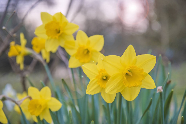 Mooie gele narcissen die bloeien in de lentetuin - Foto, afbeelding