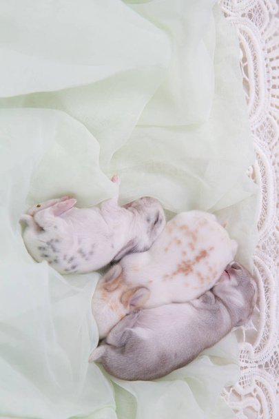 Gyönyörű nyuszik alszik takaró. Imádnivaló újszülött nyulak bevétel egy nap - Fotó, kép