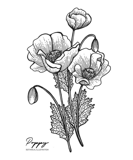 Engraved illustration of poppy isolated on white background. Design elements for wedding invitations, greeting cards, wrapping paper, cosmetics packaging, labels, tags, quotes, blogs, posters. - Vektor, obrázek