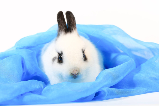 Nahaufnahme von niedlichen kleinen Kaninchen - Foto, Bild