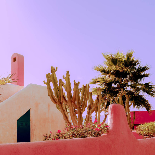 Plants on pink concept. Tropical nature. Canary Islands  - Photo, image