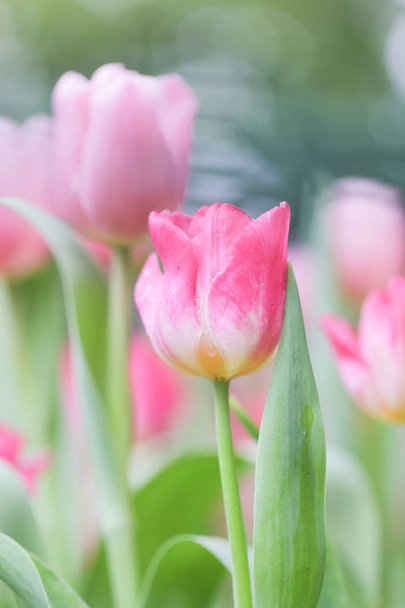 Champ de tulipes colorées, fleurs d'été avec des feuilles vertes et des fleurs floues comme fond
 - Photo, image