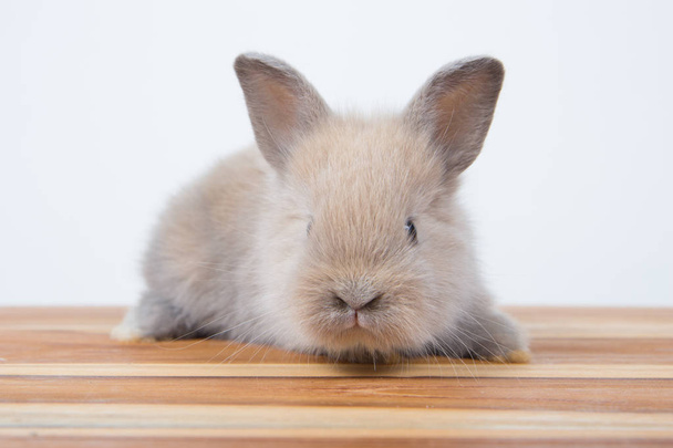 Conejo bebé lindo marrón en la mesa de madera. Adorable conejito joven en acción encantadora. Famosa mascota pequeña. - Foto, imagen