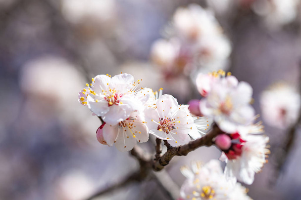 Весняні квіти. Гілки квітучого абрикоса на тлі блакитного неба. Білий цвіт. Весняний фон
. - Фото, зображення