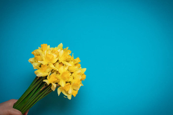 yellow daffodils in the female hand on a blue background - Zdjęcie, obraz