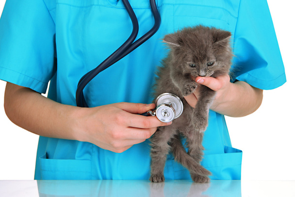 Veterinarian examining kittens isolated on white - Foto, immagini