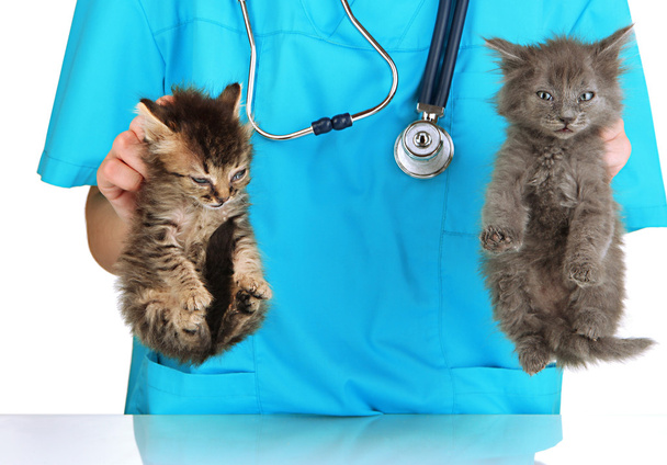 Veterinarian examining kittens isolated on white - Foto, afbeelding
