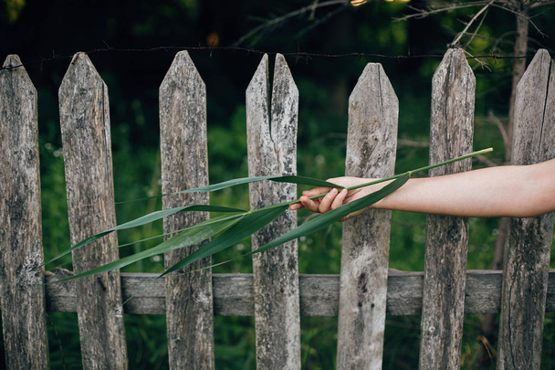 Mädchenhand hält grünes Blatt am Holzzaun mit Metalldraht und - Foto, Bild