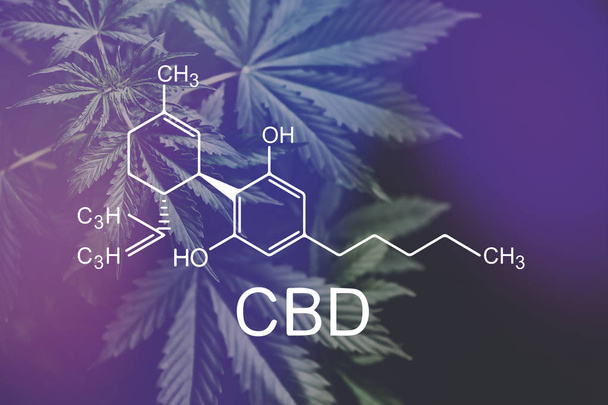 CBD formule cannabidiol. cannabinoïden en gezondheid, medische marihuana, hennep industrie, Growing Marijuana, despancery handel. Elementen van de CBD en Thc in de Cannabis, - Foto, afbeelding