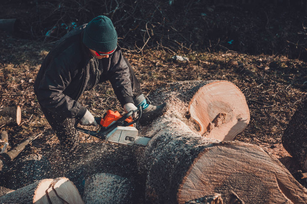 Bella giovane donna in occhiali taglia un grande albero di frassino su legno per l'inverno
 - Foto, immagini