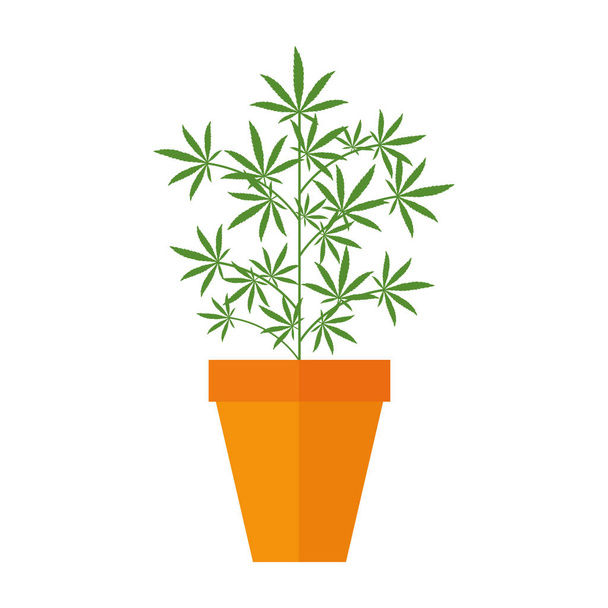 planta de marihuana de cannabis en maceta
 - Vector, Imagen