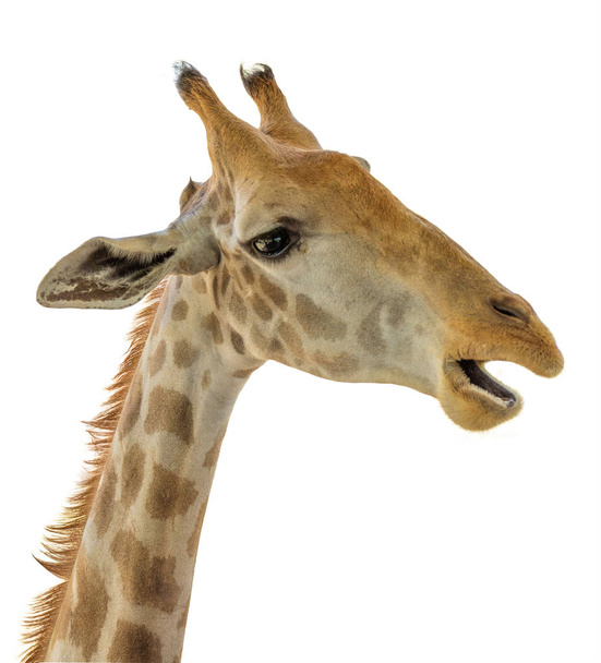Primo piano della giraffa isolata su sfondo bianco
. - Foto, immagini