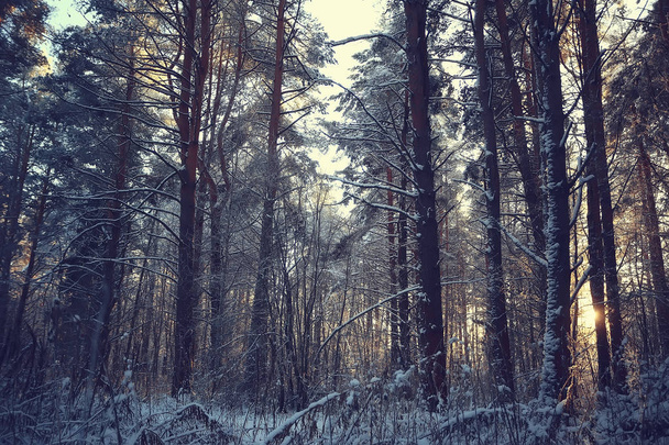 winter landscape in the forest / snowy weather in January, beautiful landscape in the snowy forest, a trip to the north - Photo, Image
