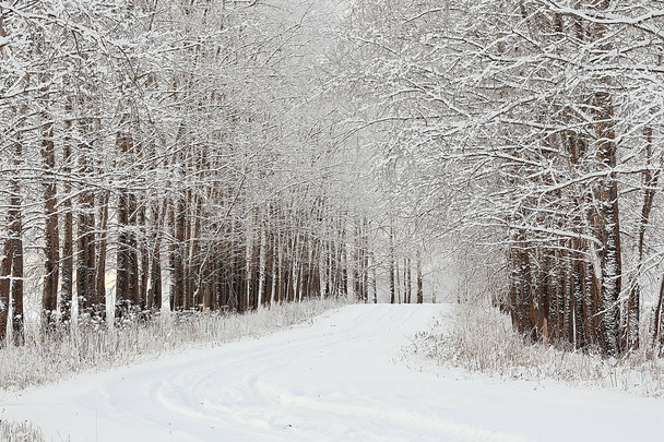 winter landscape in the forest / snowy weather in January, beautiful landscape in the snowy forest, a trip to the north - Foto, Imagem