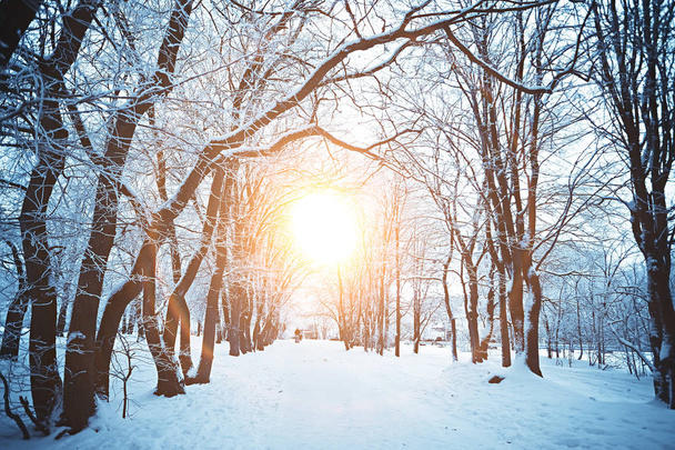 sunset in the winter forest / February sunset in the park, snow forest and sun, winter rest - Photo, Image