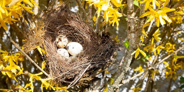 doğa ağacında bir kuş yumurta yuva - Fotoğraf, Görsel