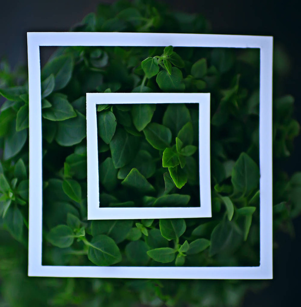 green leaves frame abstract background / unusual green background, nature concept - Foto, Imagem