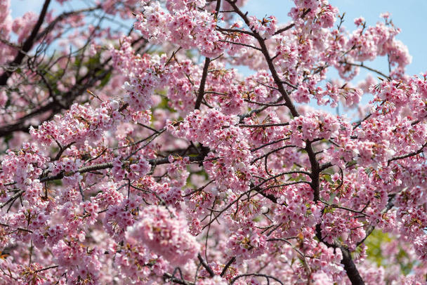 Sakura (flor de cerezo) floreciendo con cielo azul en primavera alrededor del Parque Ueno en Tokio, Japa
 - Foto, Imagen