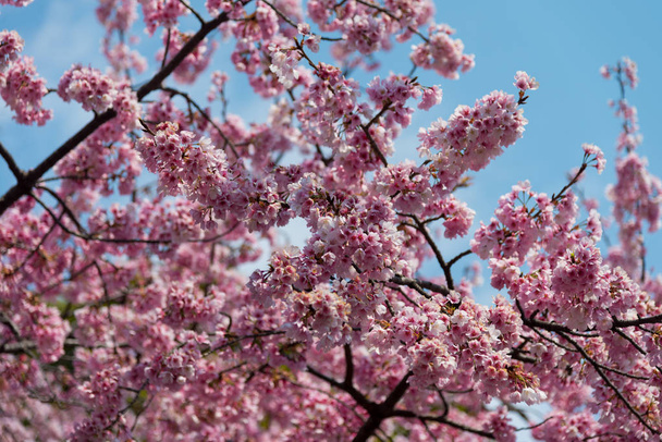 Sakura (wiśniowy kwiat) kwitnący z błękitnym niebem na wiosnę wokół Ueno Park w Tokio, japoński - Zdjęcie, obraz