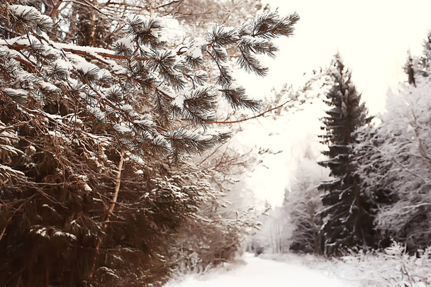 abstract background landscape winter forest / frost-covered tree branches, snowy weather christmas background - Photo, image