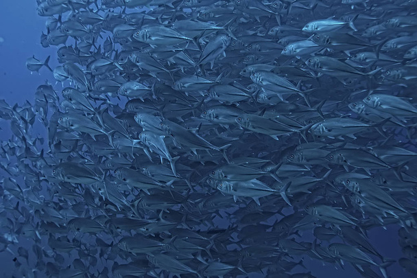 many Caranx underwater / large fish flock, underwater world, ocean ecological system - Foto, imagen