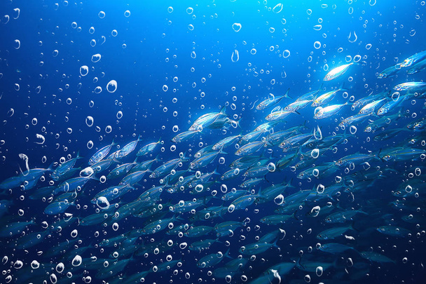 background underwater air bubbles reef / abstract sea background, diving, nature, ocean - Fotó, kép