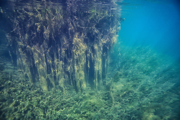 занурені дерева затоплені під водою / озером свіжі джунглі водна екологія красивий пейзаж
 - Фото, зображення