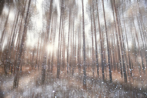 forest snow blurred background / winter landscape snow-covered forest, trees and branches in winter weather - Photo, image