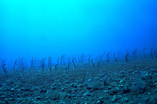 sea eels underwater / garden eels, sea snakes, wild animals in the ocean - Photo, Image