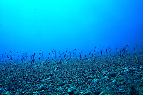 морских угрей под водой / садовых угрей, морских змей, диких животных в океане
 - Фото, изображение