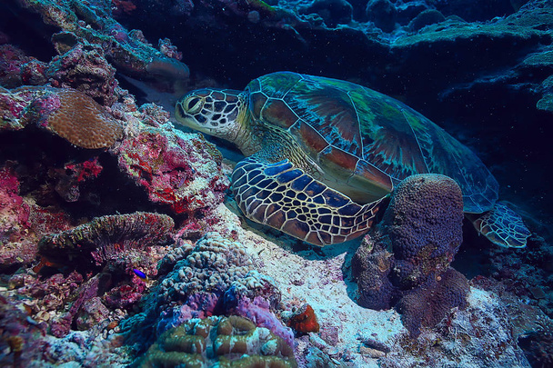 sea turtle underwater / exotic nature sea animal underwater turtle - Foto, Bild