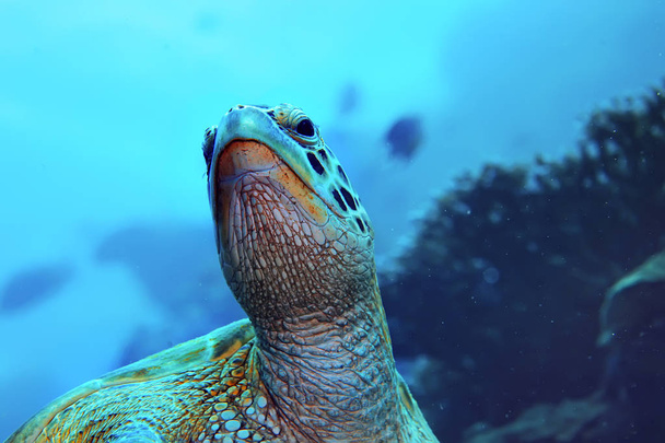 tengeri teknős víz alatti/egzotikus természet tengeri állatok víz alatti teknős - Fotó, kép