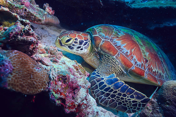 sea turtle underwater / exotic nature sea animal underwater turtle - Fotó, kép