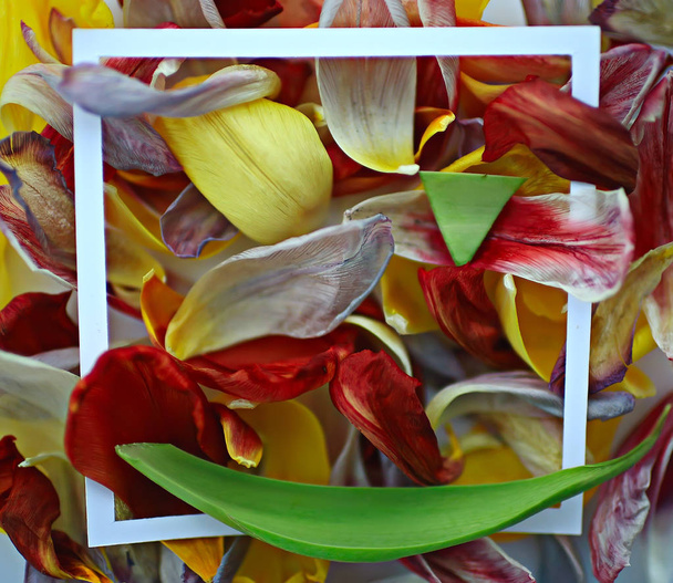multicolored petals frame background / abstract spring background, flower field - Foto, Imagem