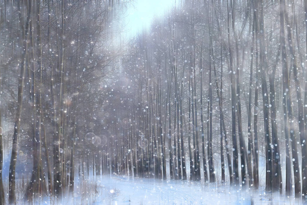 forest snow blurred background / winter landscape snow-covered forest, trees and branches in winter weather - Foto, Imagen
