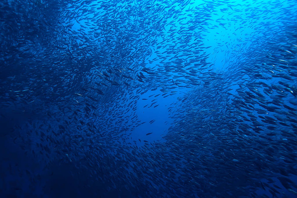 scad jamb under water / sea ecosystem, large school of fish on a blue background, abstract fish alive - Фото, изображение