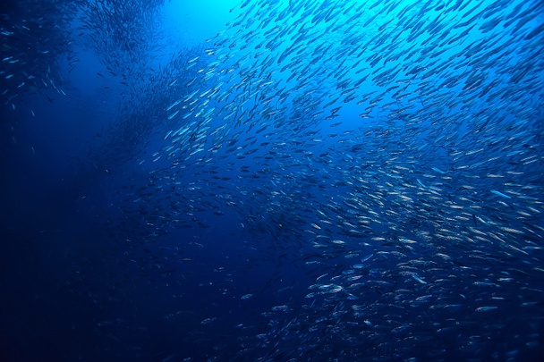 scad jamb under water / sea ecosystem, large school of fish on a blue background, abstract fish alive - 写真・画像