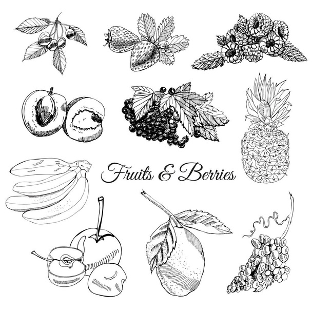 Monochromatyczne zestaw ręcznie rysowane tuszem szkic z różnych jagody i owoce z liści na białym tle. - Wektor, obraz