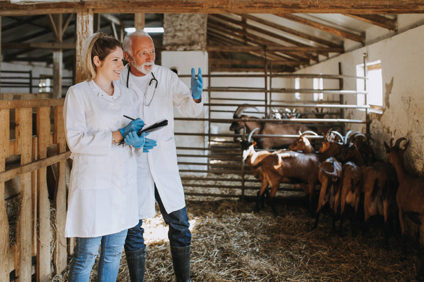 Veterinários homens e mulheres na granja de cabras verificando a saúde das cabras
. - Foto, Imagem