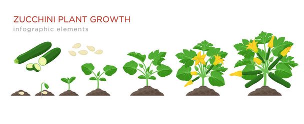 Zucchini plant growth from seed, sprout, flowering and mature plant with ripe fruits. Growing stages of squash vector illustration in flat design. Infographic elements isolated on white background. - Vector, Image