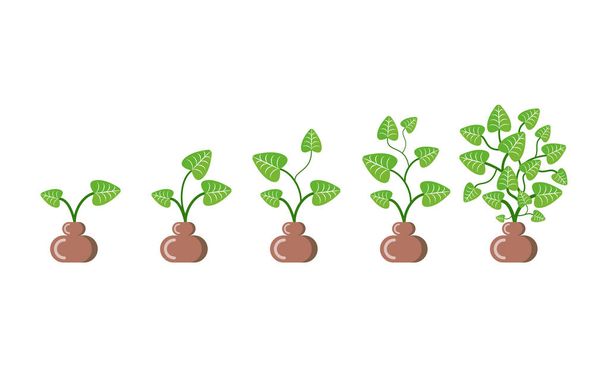 Plants Growing in Pots in Row Domestic Leaves - Vector, Image