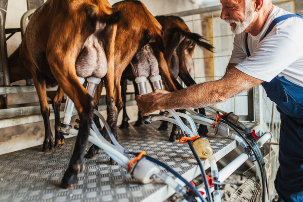 Farmer milking goats using electic and robotic milking machine. - Photo, Image