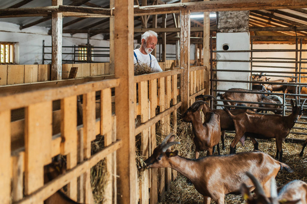 Щасливий старший фермер годує козлів на великій козячій фермі
. - Фото, зображення