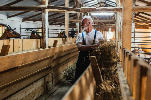 Feliz granjero senior alimentando cabras en gran granja de cabras
. - Foto, Imagen